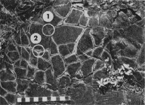 Plan view of mostly tetragonal columnar joint arrangement of a recent basaltic lava flow along the east rift of Kilauea Volcano, Hawaii. The joints are marked by a white sublimate. Circle 1 marks a T type intersection and Circle 2 marks curved T intersections. Scale is 30.5 cm long. From Aydin and DeGraff (1988).