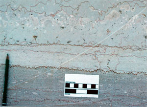 Picture of pressure solution seam in platform carbonate, Gargano Peninsula, Italy. On the bottom half of the photo, two sets of pressure solution seams can be seen, one bed-parallel and one bed-perpendicular, with the bed-perpendicular set truncating against the bed-parallel set. On the top half of the picture, pressure solution seams are irregular and pervasive in a rock layer rich in fossils.