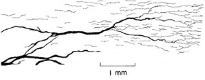 Apparent branching of pressure solution seams in limestone. From Mardon (1988).