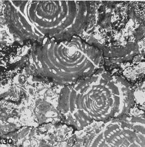 Photo showing fossil fragments deformed by pressure solution. From Dunnington (1954).