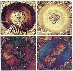 Photos showing shape changes of crinoid columnals from different outcrops in western New York State. Each side of each photo is about 7 mm. From Engelder (1982).