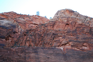 An array of fractures truncating against a bedding plane in Navajo Sandstone exposed on the eastern slope of the Virgin River gorge at Zion National Park, Utah. Note the tree on the top side for scale.