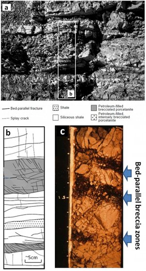 Bed-parallel faults with tar impregnated breccia zones: (a) Field photograph from the Chico Martinez Creek outcrop, (b) Map of the area marked in Figure 1a and (c) bed-parallel breccia zones in a core of the Antelope shale from the Cymric field, central California. From Dholakia et al. (1998).