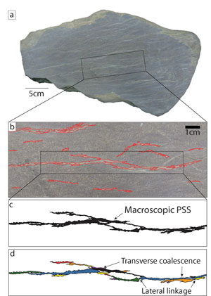 (a) An array of pressure solution seams as seen on a polished surface of a sandstone hand sample. (b) Enlargement of the rectangular area in (a) focusing on a compound PSS pattern. (c) One of the macroscopic PSS at the center of the rectangle in (b) is delineated by black infill. (d) The interpretation of this pattern in terms of the individual segments highlighted by different colors. Some examples of the transverse coalescence and lateral linkage of the adjacent PSS segments are pointed out by arrows. From Nenna et al. (2010).