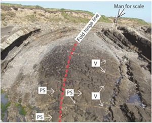 A set of pressure solution seams along the fold axes in the Ross sandstone-siltstone at the Bridge of Ross, the County Clare, Ireland. Note that the diagonal structures in the foreground are veins which cross cut or truncate the pressure solution seams. From Zhou and Aydin (2012).