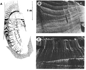 Rib marks. A. Line drawing of concentric rib marks as well as hackle marks from Bankwitz (1965). B. Closely spaced rib marks with approximately rounded profiles in sandstone. C. Rib marks with sharp profiles in sandstone. From Pollard and Aydin (1988).