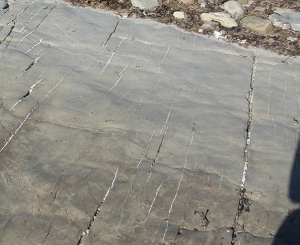 An array of quartz veins, only one of which is continuous for the entire width of a sandstone pavement (about 20 m). All others are short discontinuous traces forming mostly left-stepping echelon patterns, south of the Shannon River, southwest Ireland.