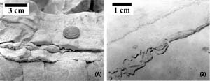 Photos showing merging stylolites in chalk from (a) Flamborough Head, Yorkshire, United Kingdom; (b) Machar oil field, North Sea Central Graben, United Kingdom. Stylolite amplitude decreases where seams merge. From Peacock and Azzam (2006).