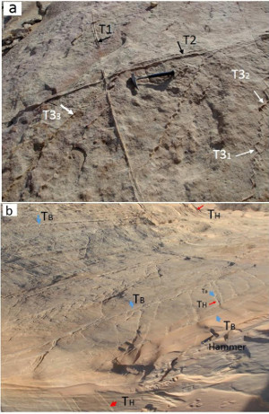 Multiple sets of compaction bands exposed at (a)Hill's area (Hill, 1989) and (b) Deng's area (Deng and Aydin, 2012).(a) Two orthogonal high-angle to bedding compaction bands (T1 and T2) and a third set (T3) made up of shorter segments sub parallel to the two orthogonal sets, Marked as T31 and T32, respectively. The third set also have other segments labeled as T33 which is straight and bisects the angle between the two orthogonal sets in outcrop. (b) Different than the previous view in (a), a sectional view shows a network of low-angle bed-parallel compaction bands (TB) and high-angle to bedding compaction bands (TH). In addition, similar to the case in (a) above, there is also a third set oblique to the bed-parallel and high-angle bends. Similar to T3 in (a), this set generally wiggly and each member has segments parallel to the bed-parallel and high-angle sets marked as TB and TH.