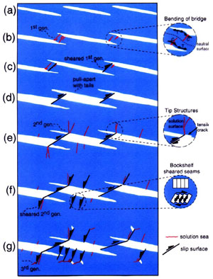 Schematic model for the development of a fault zone segment in limestone at Bristol Channel, UK. (a) Initial stage of en echelon veins. (b) Development of two symmetrically arranged zones of solution seams in the contractional arches of the bending bridge. (c) Incipient pull-aparts form because of shear along the solution seams. (d) Continued shear along first-generation solution seams leads to the development of pull-aparts. (e) Second generation of solution seams, as well as tail joints, form at the tips of sheared first-generation solution surfaces. (f) Antithetic slip occurs along second-generation solution seams oriented at a high angle to the fault zone. (g) Third generation of solution seams, as well as tail joints, form at the tips of the sheared secondgeneration solution seams, forming a complex anastomosing network of discontinuities across the fault zone, with block rotation occurring. From Willemse et al. (1996).