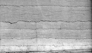 A set of pressure solution seams in limestone on a building stone near Wall Street, NY. The vertical dimension of the picture is about 80 cm.