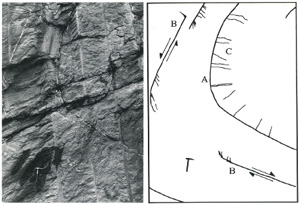 Photograph and map showing bed-parallel slip and the associated splay veins in the hinge of an overturned syncline exposed on a road cut at Bays Mountain, northeastern Tennessee. Locations marked by 'B' show bed-parallel faults as well as splay veins, indicating a symmetric sense of slip across the faults compatible with a flexural slip mechanism. From Ohlmacher and Aydin (1995).