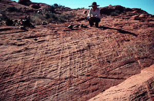 Network of deformation bands as ribs in Aztec Sandstone exposed at Valley of Fire State Park, southeast Nevada. Jian Zhong in the background is for scale.