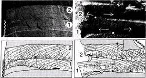 Kinematics of joint propagation. Top row shows outcrop photos and bottom row shows schematic drawings. In the drawings, short lines show hackle marks and continuous thin lines, drawn normal to the hackle marks, show past positions of propagation fronts at arbitrary times. The column on the left shows almost co-planar joints, with each numbered joint mostly in the plane of the previous one. Their origins lie to the right of the area photographed. The column on the right shows non-coplanar joints. The numbered joints diverge from the plane of the previous one. From DeGraff and Aydin (1987).