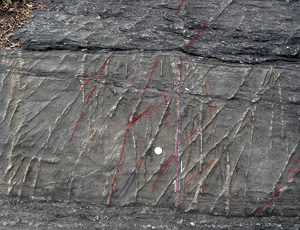 Two sets of deformation bands appear as lighter color tabular features with positive relief, some of which are overprinted by two sets of joints (red). One of these must have been sheared to some degree (blue line with arrows to show up-thrown and down-thrown blocks. From metasedimentary rocks cropping out at Grand Central Park, NY.