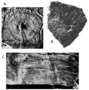 Photos showing joint initiation at various flaws. A. Joint initiation from a dissolution-related cavity in limestone. Courtesy of R. Weinberger. B. Thermal fracture initiation from air bubbles in volcanic rock. C. From irregular bedding in layered sedimentary rock. B and C from Pollard and Aydin (1988).