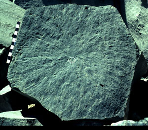 Photo showing joint initiation point as well as the radial pattern of the associated plumose structure. The initiation point is a void in the rock due to an air bubble, circled at the center of the photo. From Pollard and Aydin (1988).
