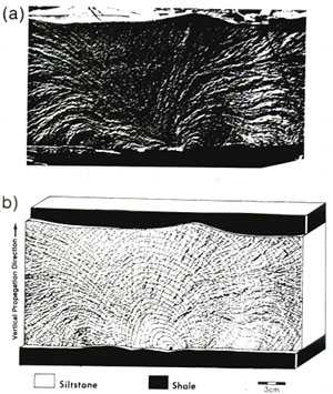 (a) Hackle pattern on a joint surface in siltstone on a road cut near Watkins Glenn, NY. (b) Reconstructed fracture fronts by drawing continuous curves perpendicular to hackle marks. Note that the initiation point is a cusp at the bottom of the layer and that the propagation direction is essentially vertical until the front reaching the top. After that, the propagation direction is dominantly lateral. From Helgeson and Aydin (1991).