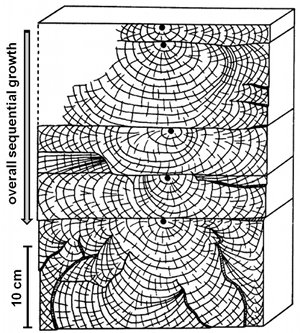 Map showing sequential evolution of jointing in layered sedimentary rock, near Watkins Glenn, NY. From Helgeson and Aydin (1991).