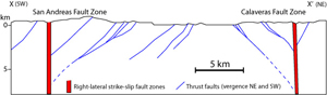 A cross section along X-X' showing the San Andreas and Calaveras right-lateral strike-slip fault zones and the related NE- and SW-verging thrust faults. Although some of the faults are believed to be inherited from pre-San Andreas regimes and provided weak zones for the transform regime, the faults shown in the section are only deforming in a self-consistent manner. The strike-slip and the upward diverging thrust fault patterns are commonly referred to as positive flower structure characteristics of transpresive strike-slip regions. Simplified from Aydin and Page (1984).
