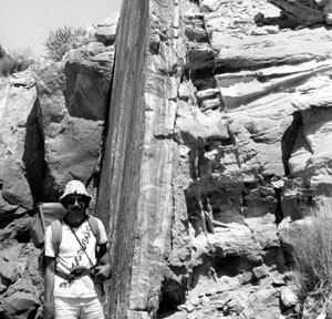 Photograph of a zone of deformation bands with slip surface on the left margin that offsets Entrada Sandstone beds by about 7 m. From Aydin and Johnson (1978).