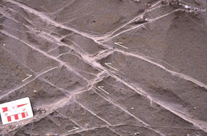 Conjugate thrust shear bands in poorly consolidated detrital deposits of late Pleistocene age exposed in the 83 ka Savage Creek marine terrace near McKinleyville, northern California. Photograph by X. du Bernard.